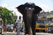 elephant srirangam with Sridher